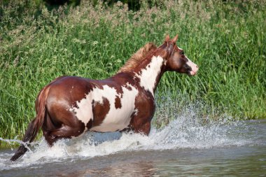 Nice paint horse running clipart