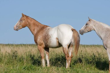 Çayır güzel appaloosa ata