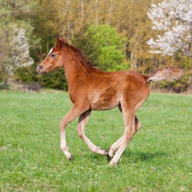 Otlakta çalışan güzel küçük arap tayı