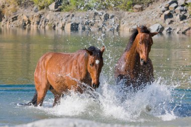 Su iki kahverengi at