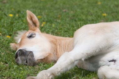Uyuyan güzel haglinger midilli tayı
