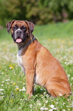 Güzel Alman boksör portresi