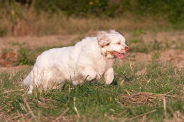 Nice clumber spaniel running