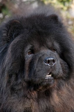 İyi uyumak köpek Başkanı 