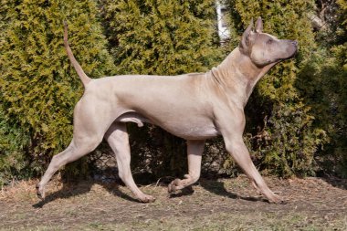 Güzel köpek - Tay ridgeback portresi