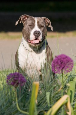 Portresi güzel Amerikalı staffordshire korkunç