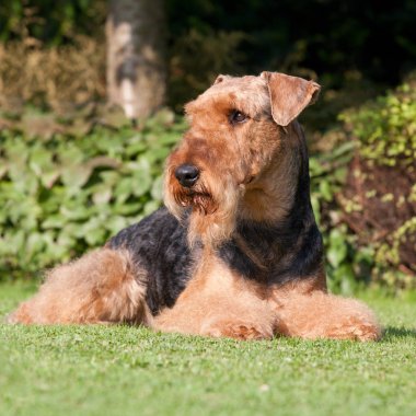 Güzel airedale terrier portresi