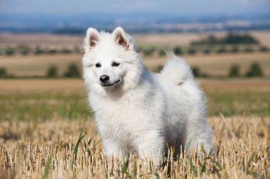 Güzel Alman spitz portresi