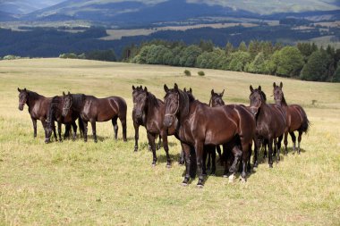 Sürüyü siyah kladrubian atları portresi