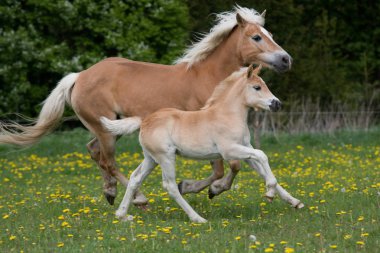 Güzel Tay ile çalışan haflinger mare