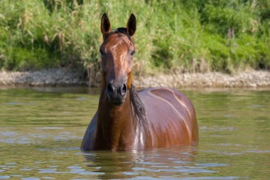 Güzel kahverengi at ayakta su