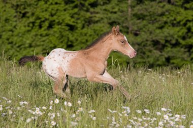 Çalışan güzel appaloosa tayı