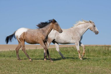 Two beautiful Appaloosa horses running on meadow clipart