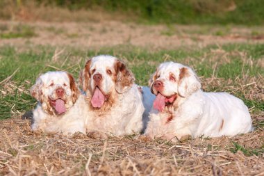 Üç güzel clumber spaniel portresi