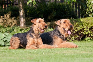 İki güzel airedale terrier portresi