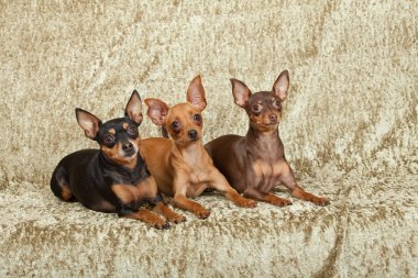 Portrait of three nice dogs - prague rattler