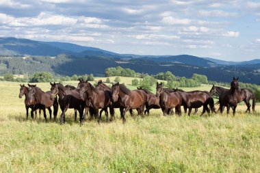 Sürüyü siyah kladrubian atları portresi