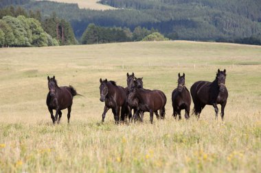 Sürüyü siyah kladrubian atları portresi