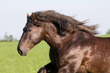 Büyük güzel at koşma 