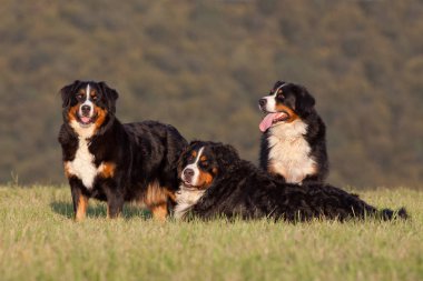 Güzel üç bernese dağ köpeği portresi