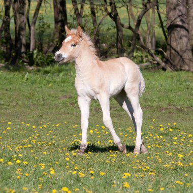 Güzel haflinger midilli tayı çalıştıran