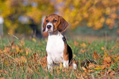 Güzel beagle portresi
