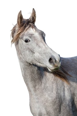 Portrait of nice arabian horse on white background