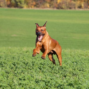 Güzel rhodesian ridgeback çayırüzerinde çalışan