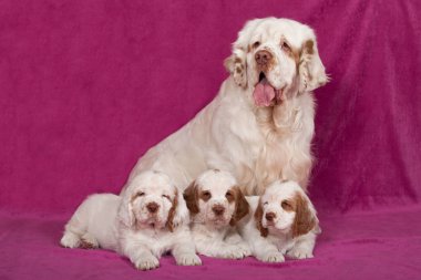 Güzel clumber spaniel portresi