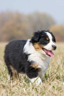 Güzel Avustralyalı çoban köpeğinin portresi