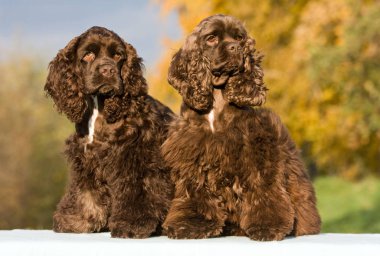 İki güzel american cocker spaniel sonbahar portresi