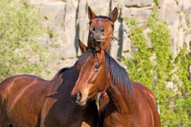 Portrait of two nice horses posing