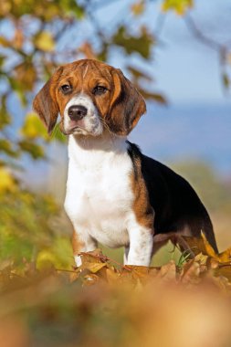 Güzel beagle portresi