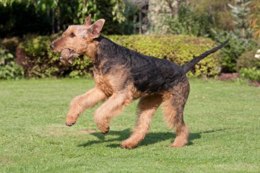 Güzel airedale terrier çalıştıran