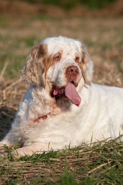 Güzel clumber spaniel portresi