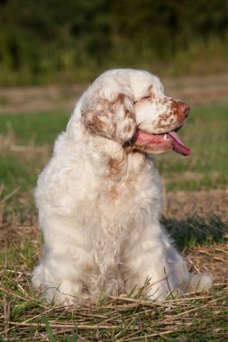 Güzel clumber spaniel portresi