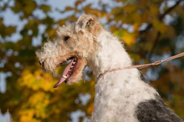 Güzel köpek - foxterrier sonbahar portresi