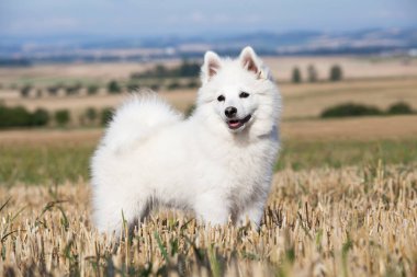 Güzel Alman spitz portresi