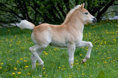 Güzel haflinger midilli tayı çalıştıran