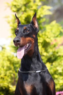 Portrait of nice black doberman