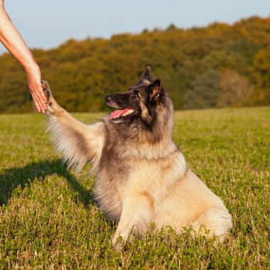 Güzel Belçika çoban köpeği portresi