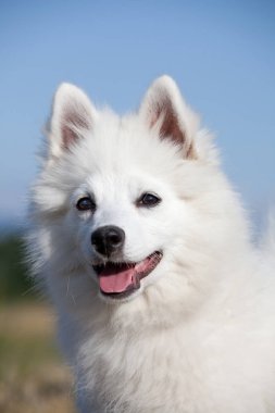 Güzel Alman spitz portresi