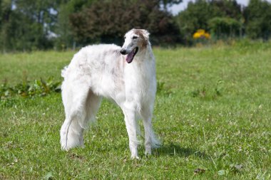 Güzel köpek - portresi borzoi