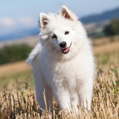 Güzel Alman spitz portresi