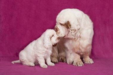 Pembe bir arka plan üzerinde güzel clumber spaniel portresi