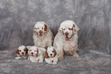 Güzel clumber spaniel portresi