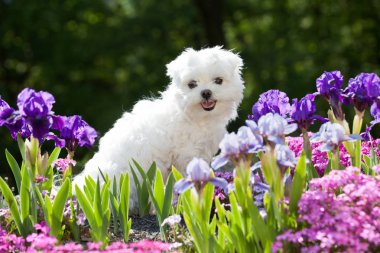 Güzel genç Malta köpek portresi