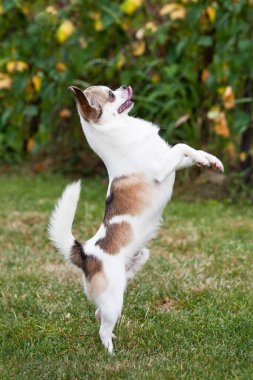 Güzel chihuahua köpek portresi