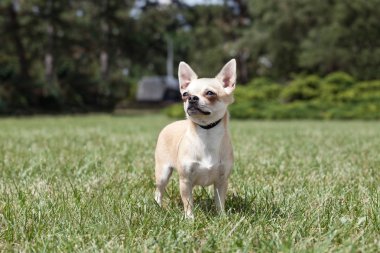 Güzel chihuahua köpek portresi