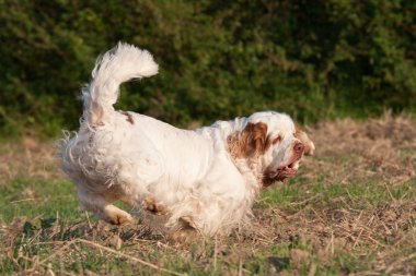 Nice clumber spaniel running